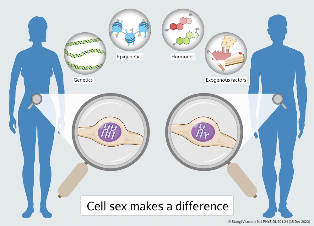 Illustration für J PHYSIOL mit den Silhouetten von Mann und Frau sowie deren Chromosomen und 4 Icons