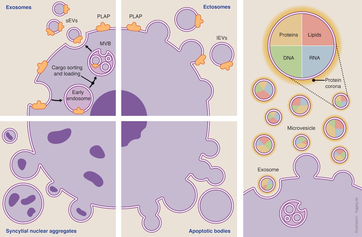 Illustration für EMBO Mol Med mit verschiedenen Sorten von zellulären Vesikeln
