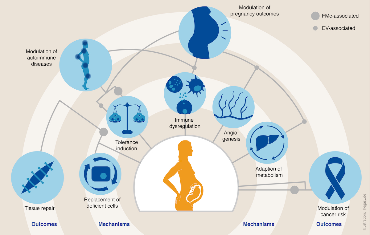 Illustration in EMBO Mol Med mit einer schwangeren Frau und diversen Icons