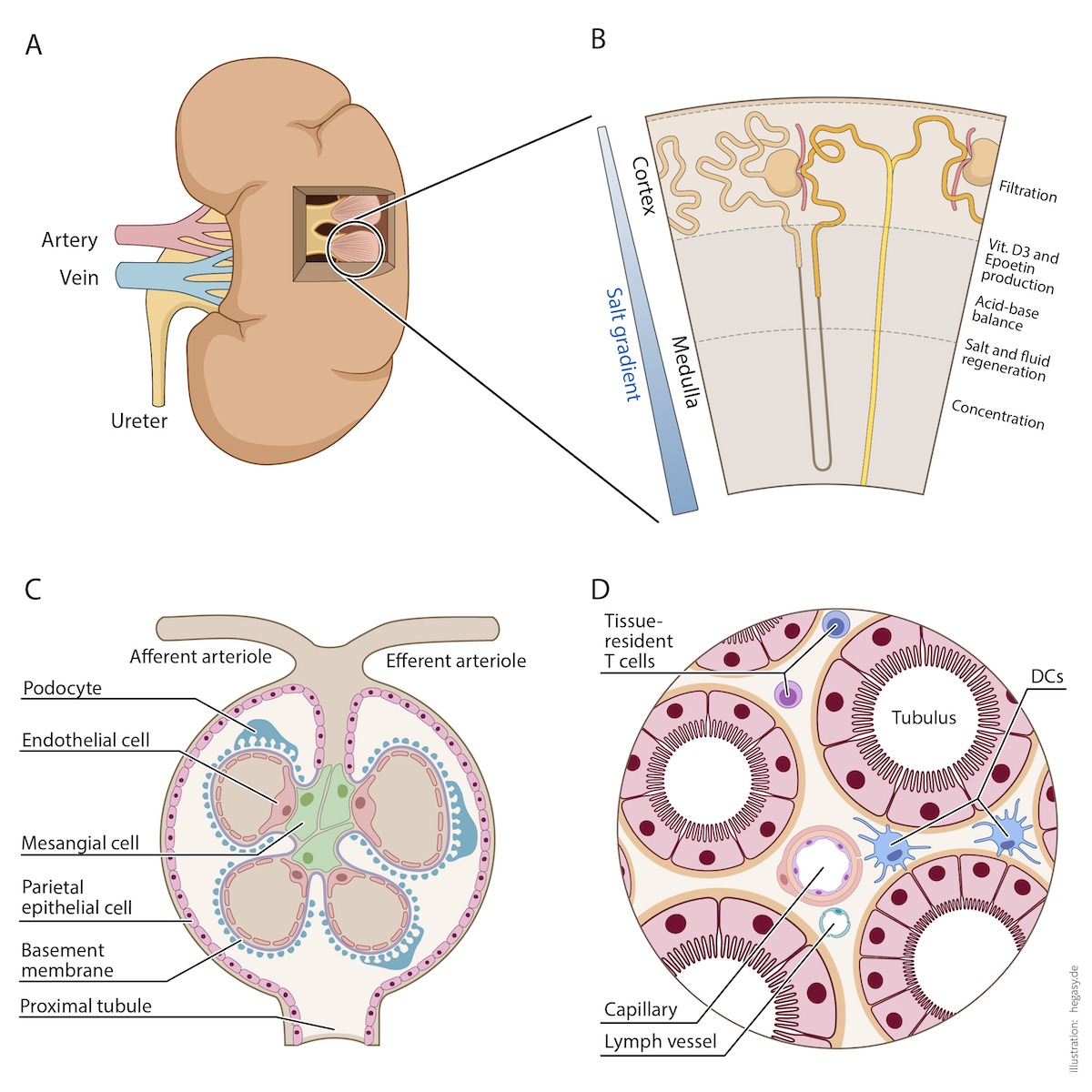 Vier Illustrationen für ein Review mit einer Niere, dem Aufbau des Nierenkortex, einem Glomerulum und einem Gewebequerschnitt.