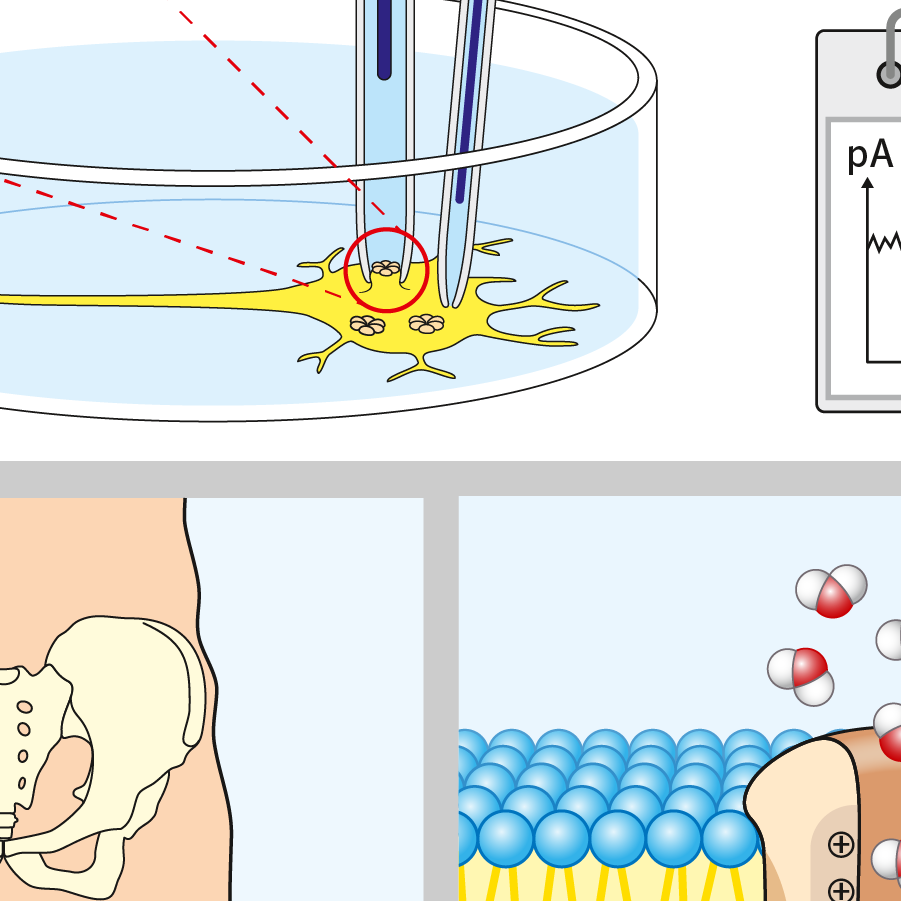 Zeichnungen für Schulbuch Biologie zur Neurobiologie.