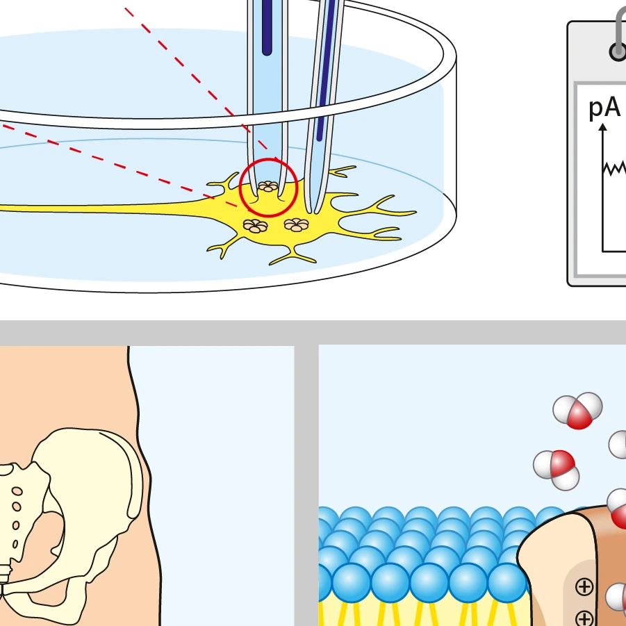 Zeichnungen für Schulbuch Biologie zur Neurobiologie.