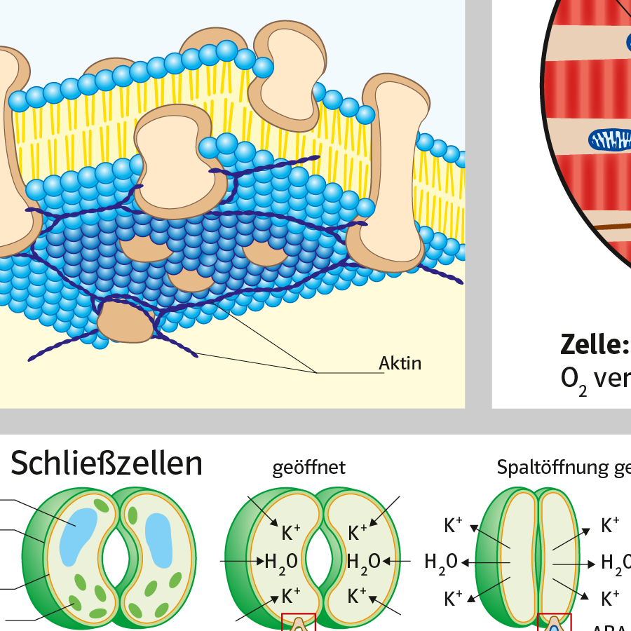 Zeichnungen für Schulbuch Biologie zur Zellbiologie