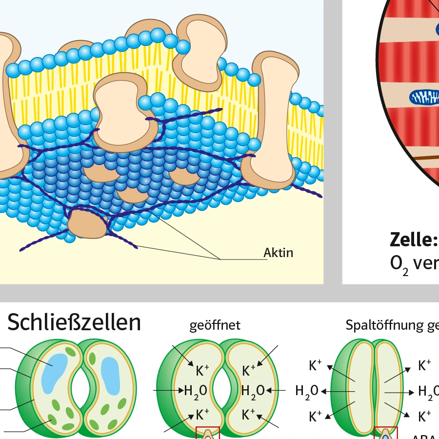Zeichnungen für Schulbuch Biologie zur Zellbiologie